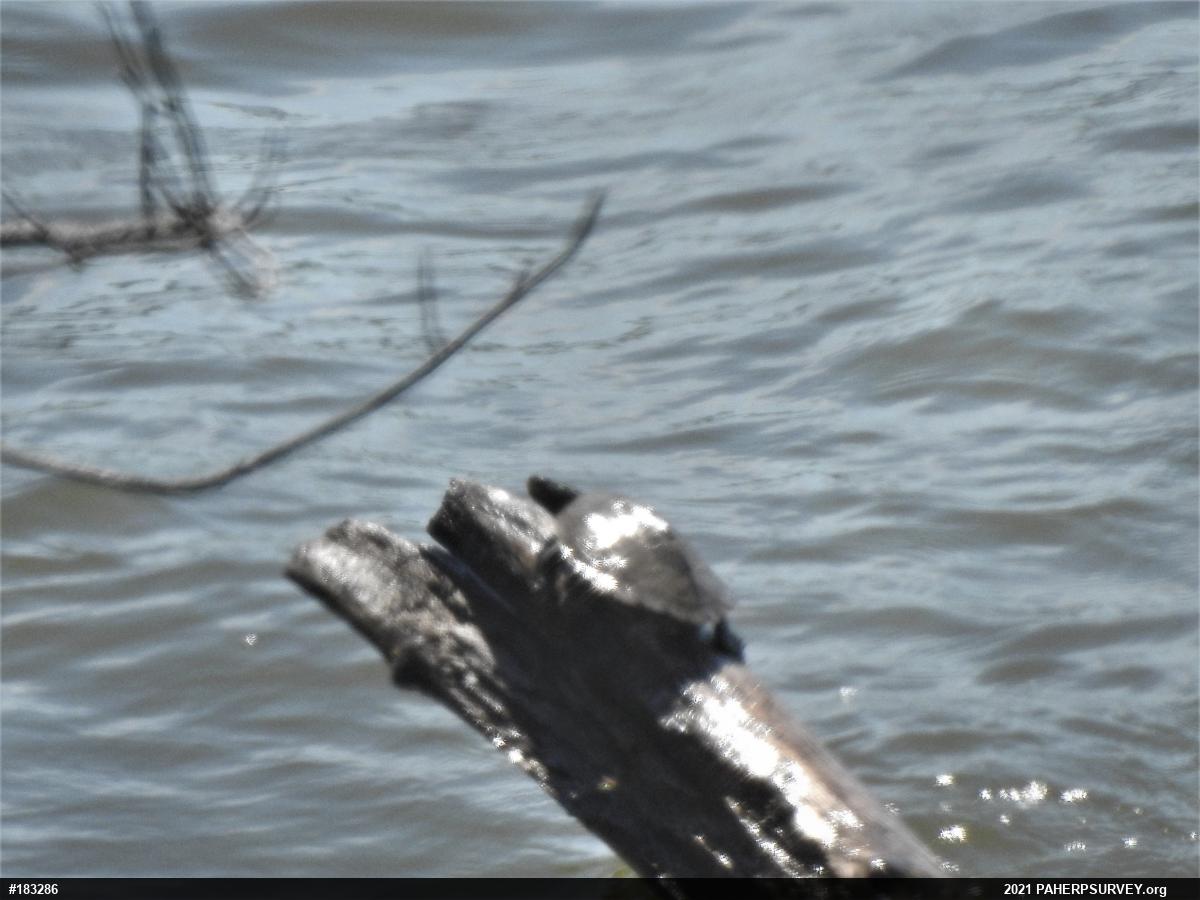 Northern Map Turtle