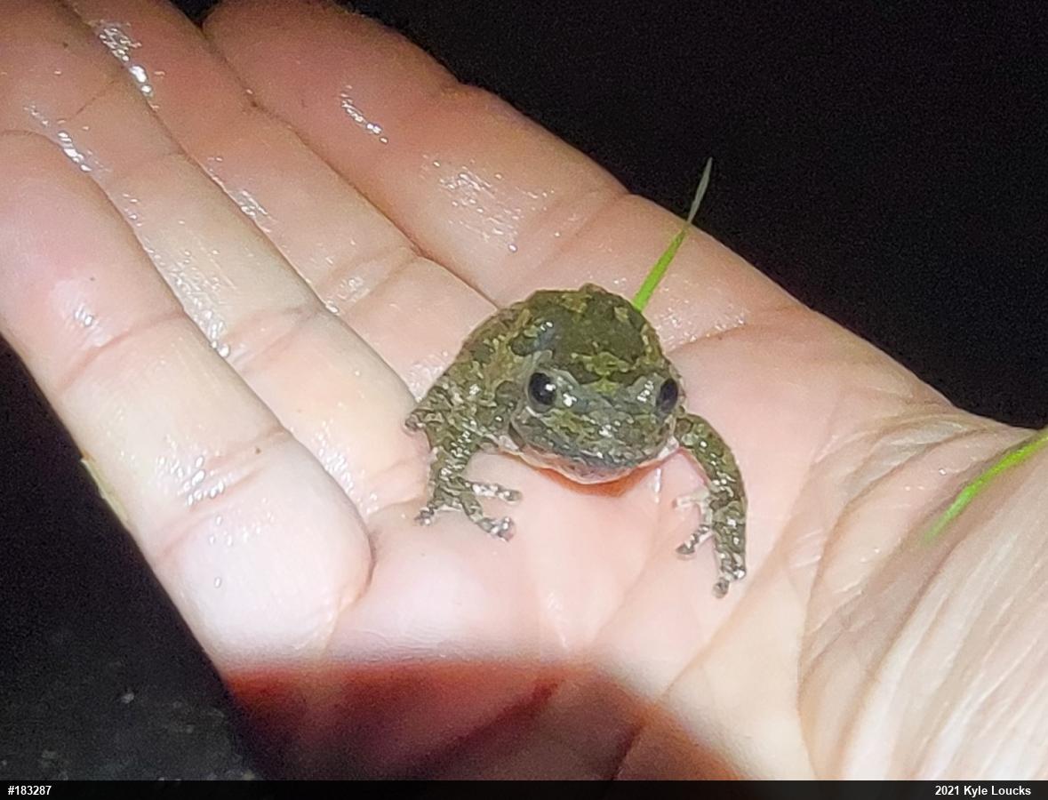 Unknown Gray Treefrog