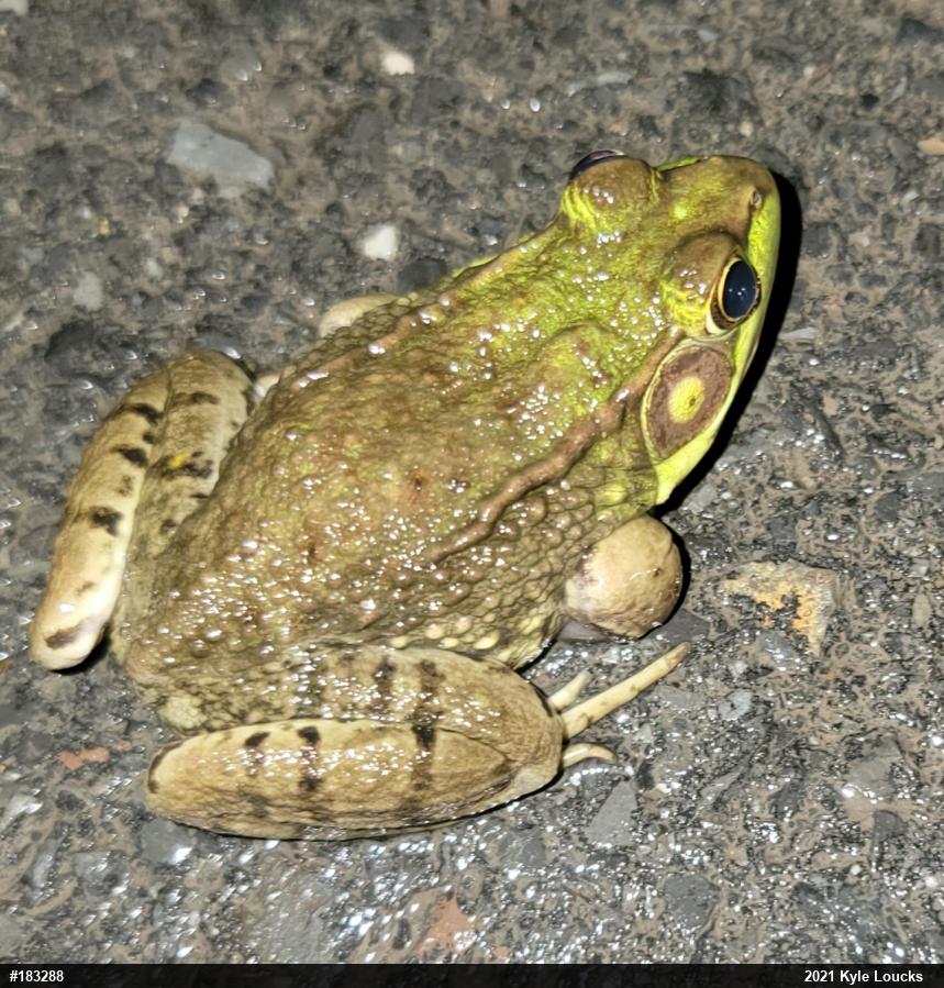 Green Frog