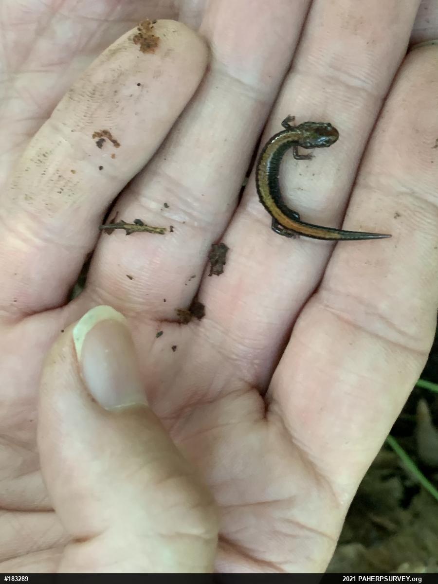 Eastern Red-backed  Salamander