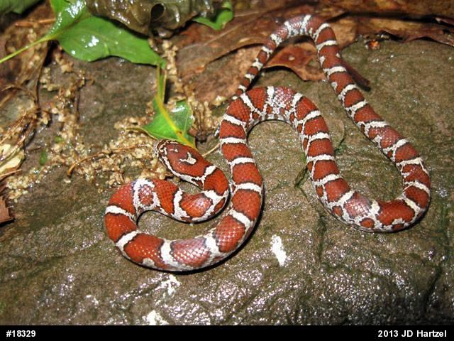 Eastern Milksnake