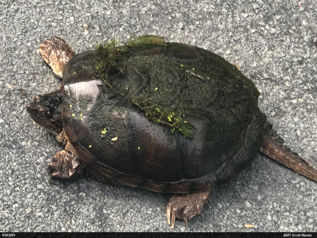 Snapping Turtle
