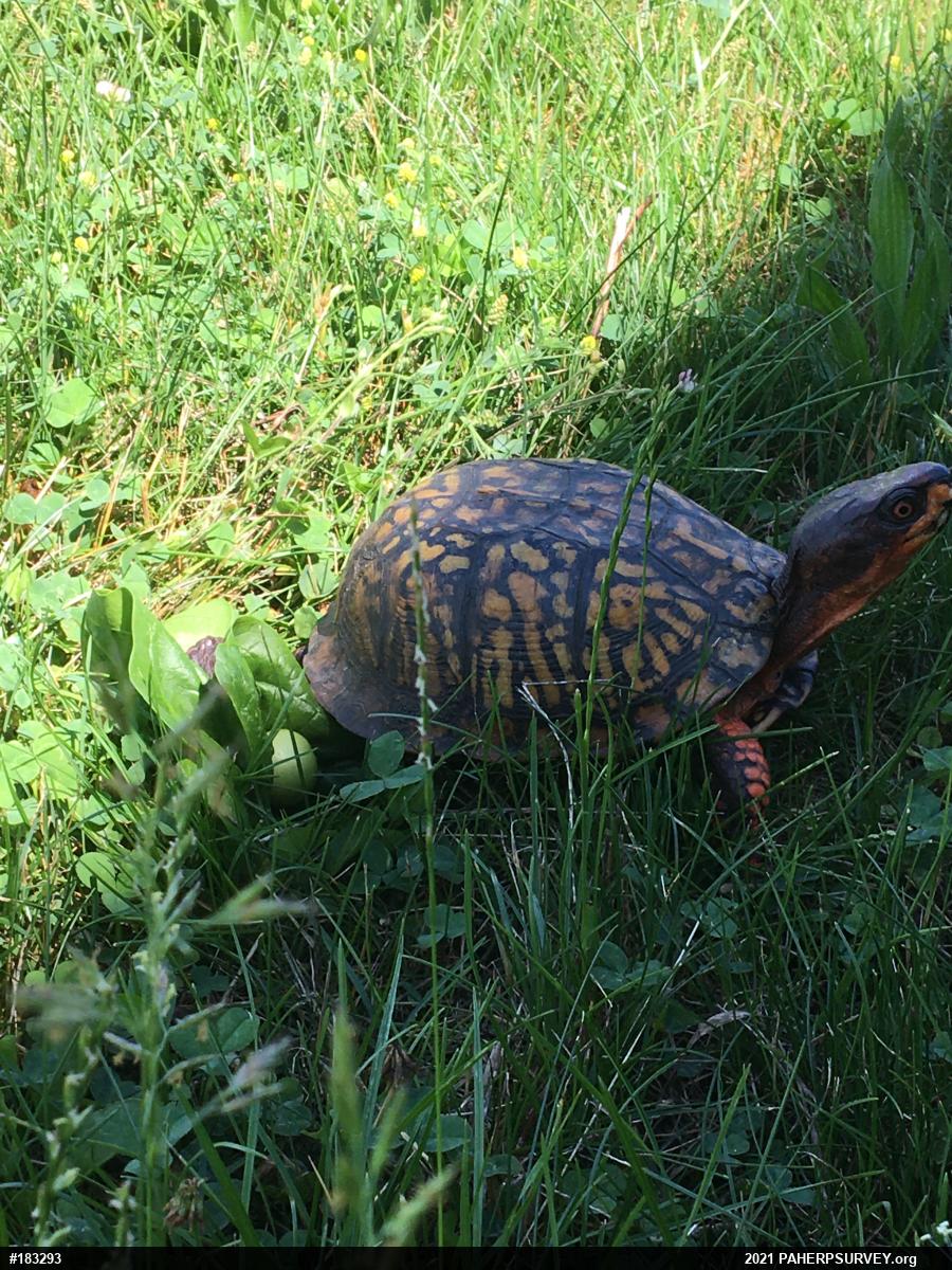 Eastern Box Turtle