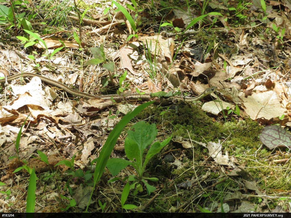 Eastern Gartersnake