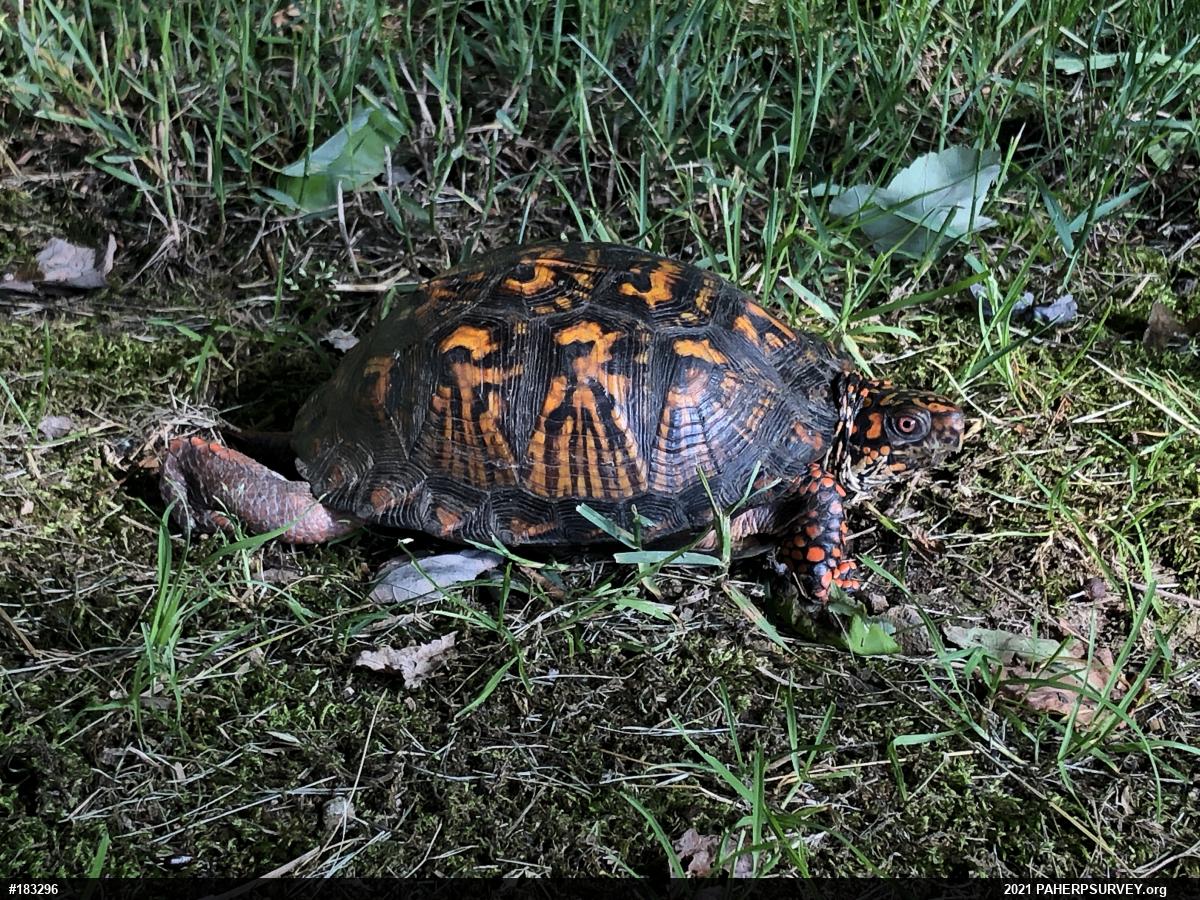 Eastern Box Turtle