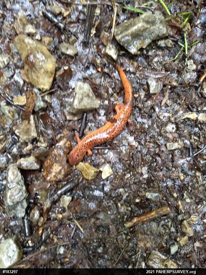 Northern Red Salamander