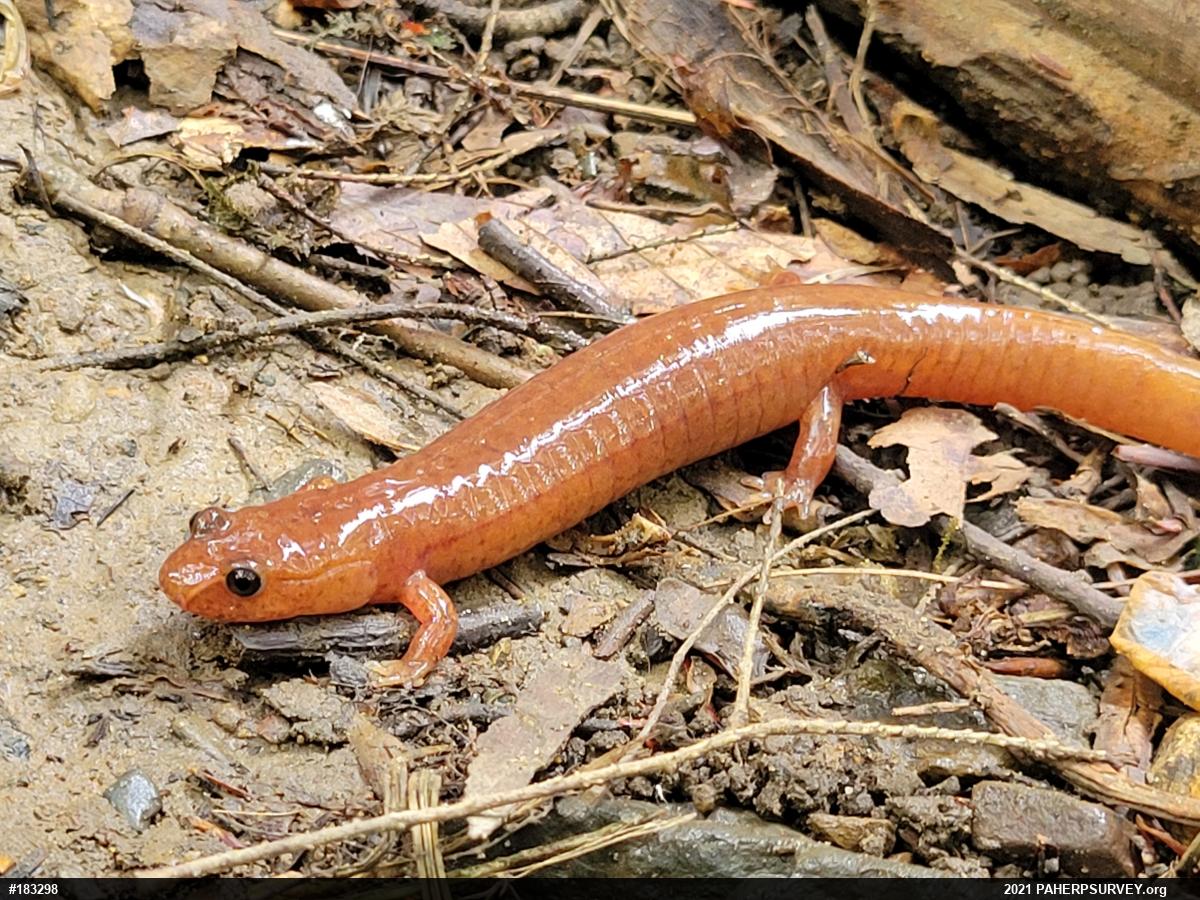Northern Spring Salamander