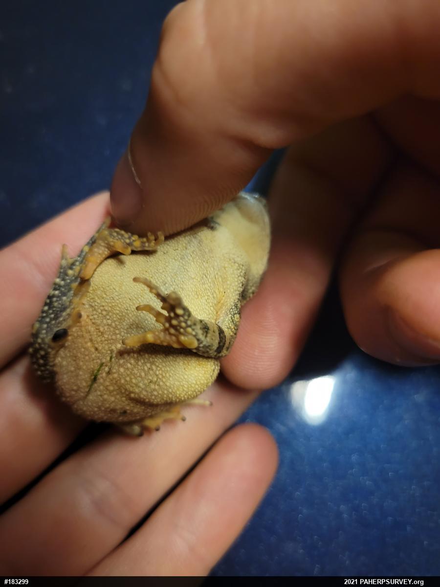Fowler's Toad