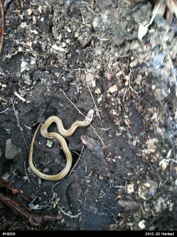 Dekay's Brownsnake