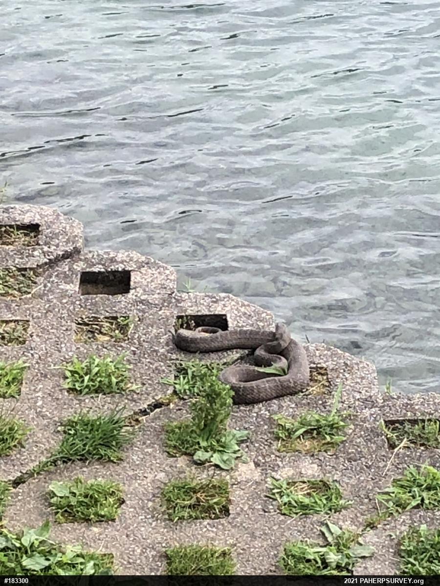 Northern Watersnake