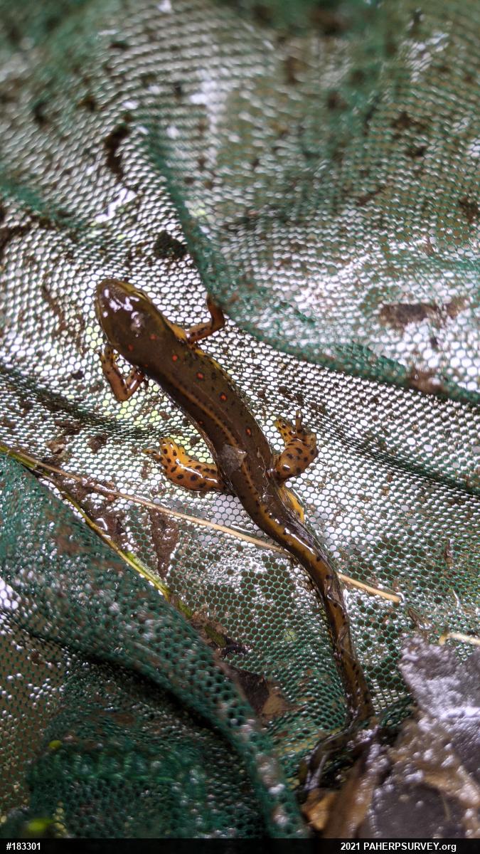 Red-spotted Newt
