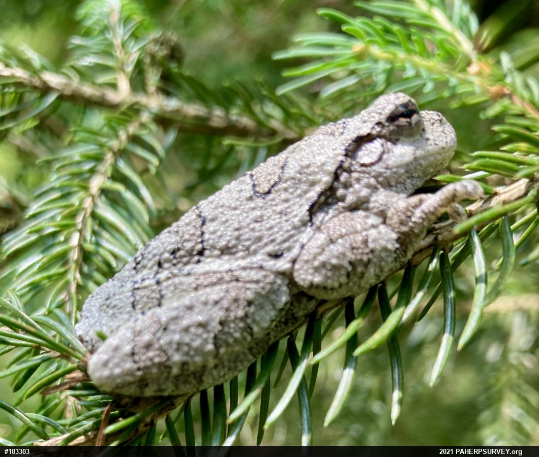 Unknown Gray Treefrog
