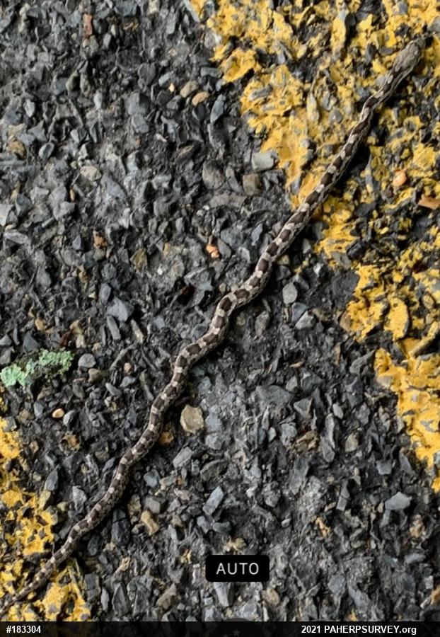 Eastern Ratsnake