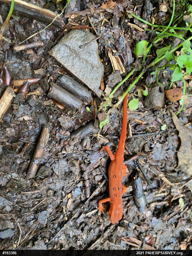Red-spotted Newt