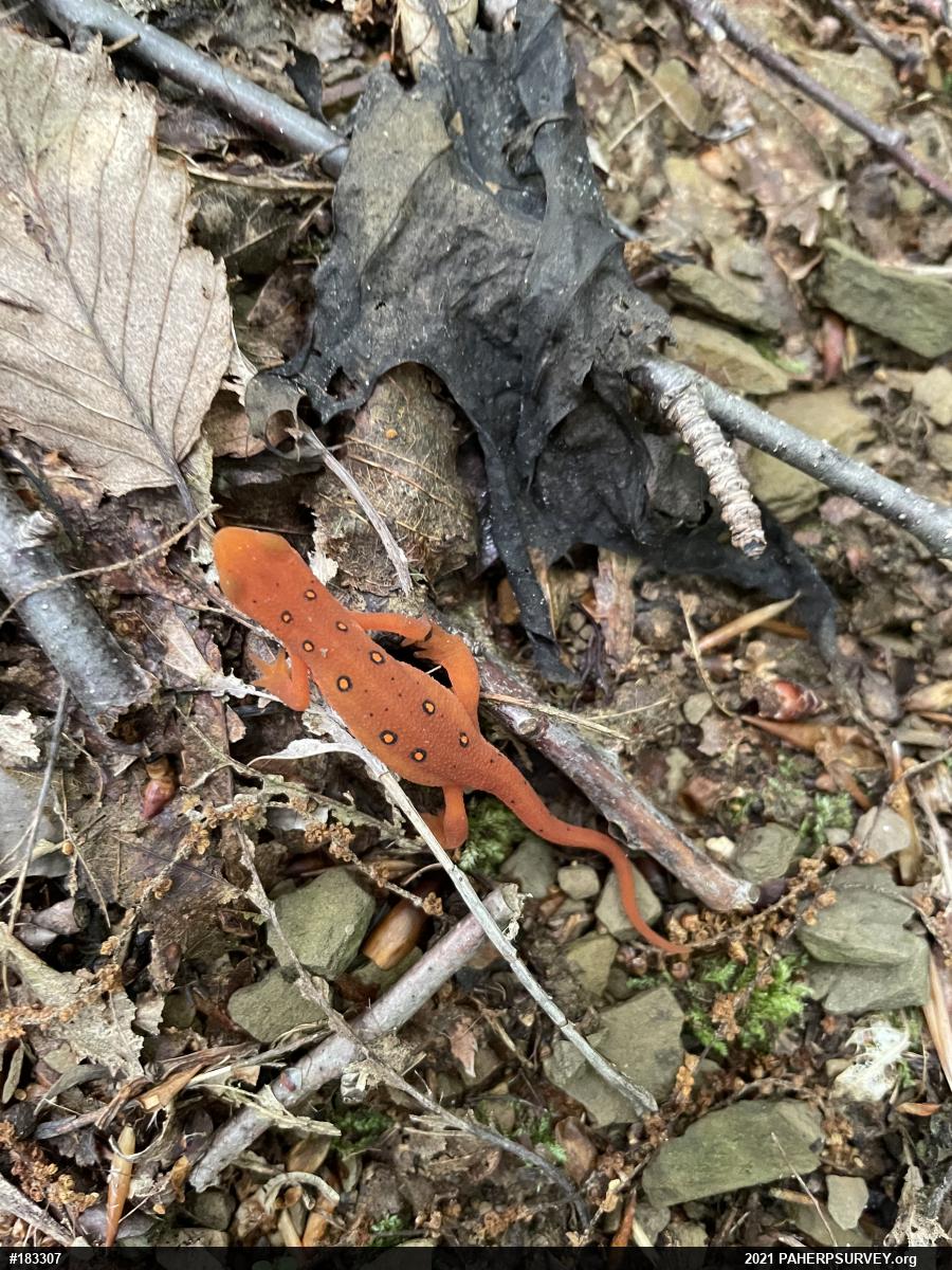 Red-spotted Newt