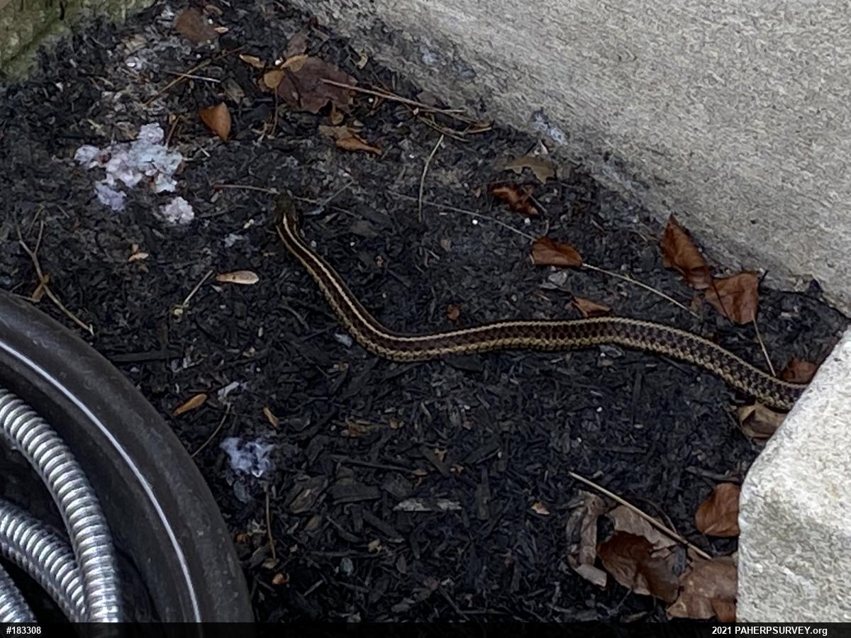 Eastern Gartersnake