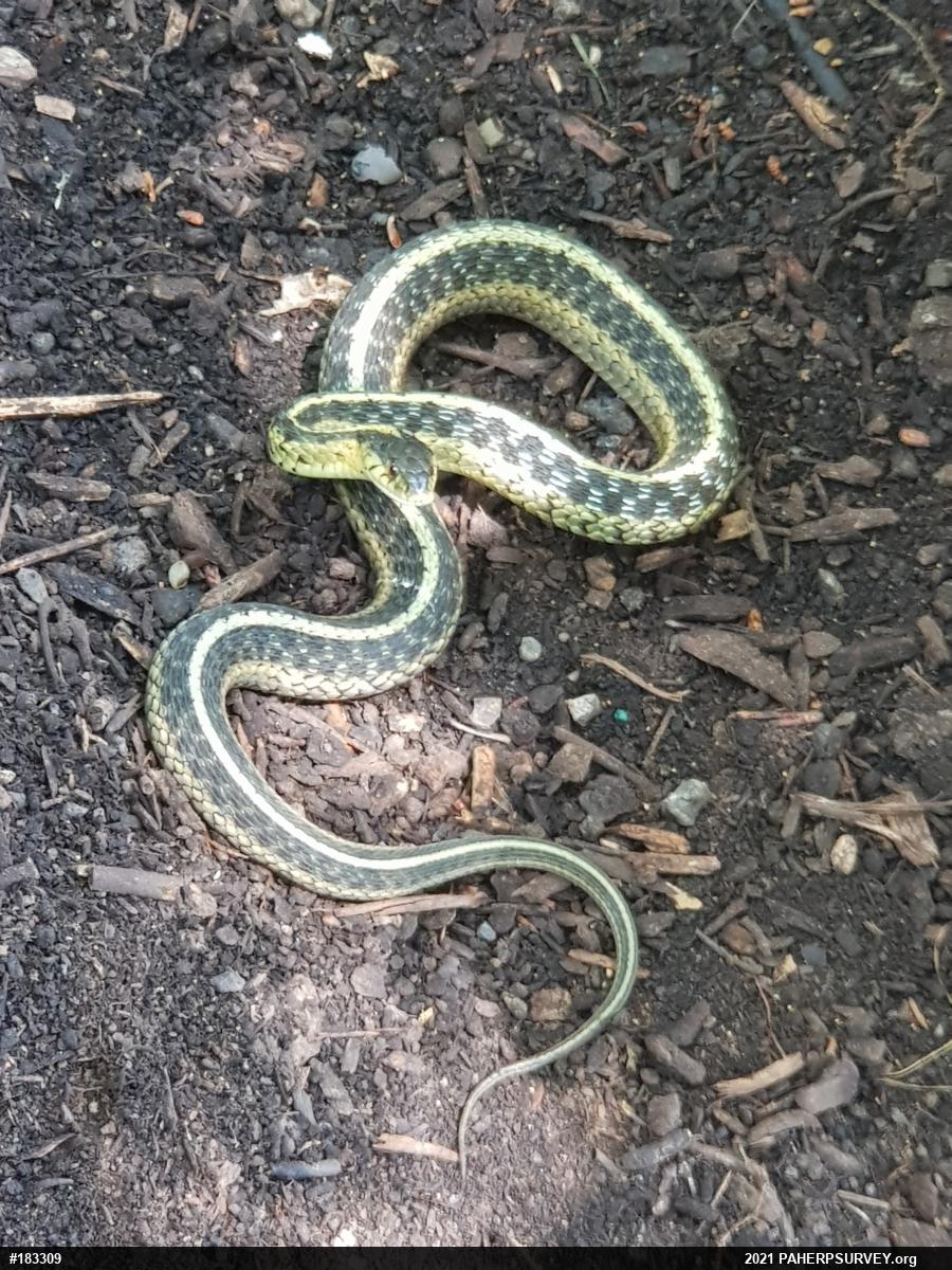 Eastern Gartersnake