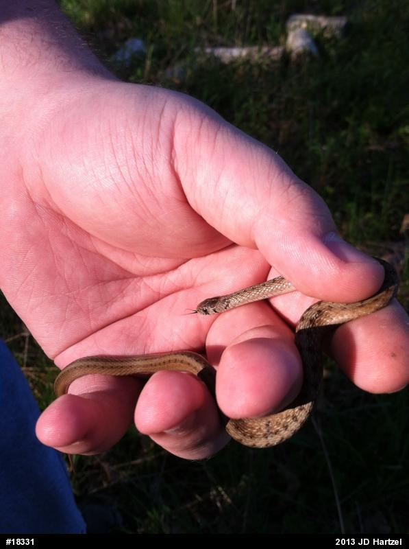 Dekay's Brownsnake