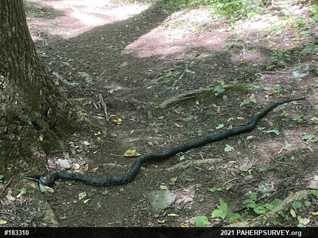 Eastern Ratsnake