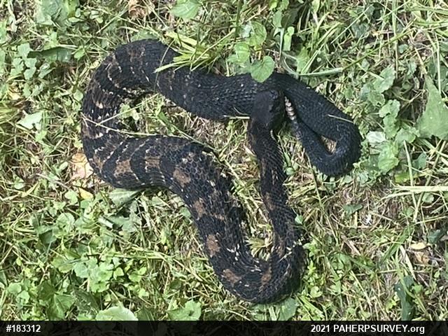 Timber Rattlesnake