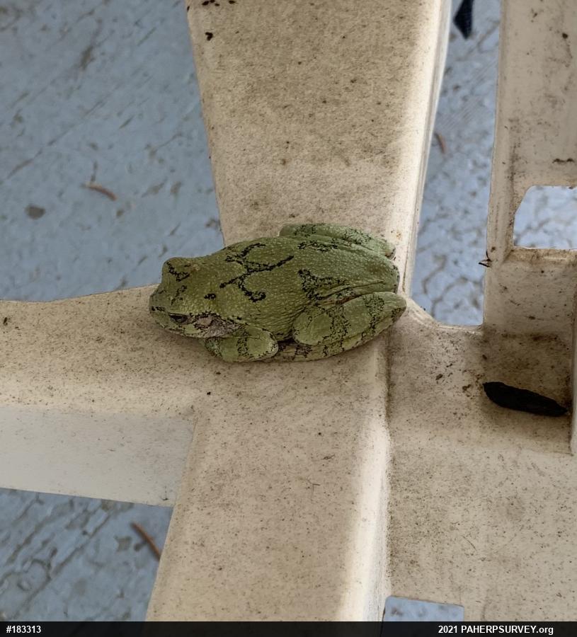 Unknown Gray Treefrog