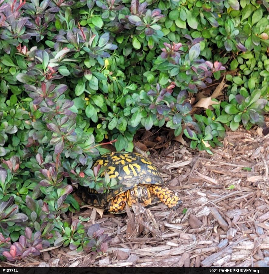 Eastern Box Turtle