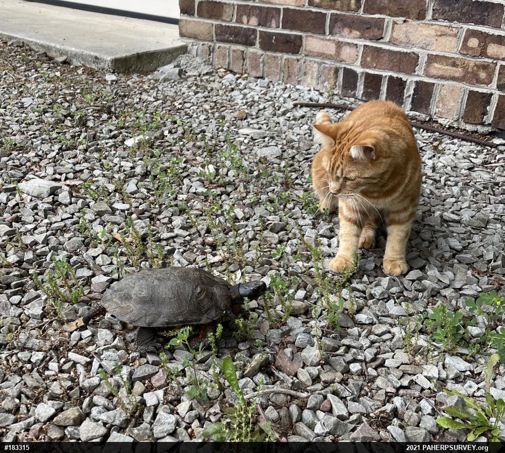 Wood Turtle