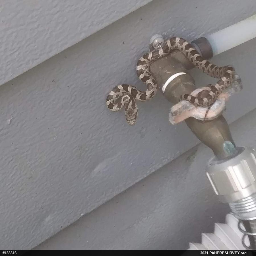 Eastern Ratsnake