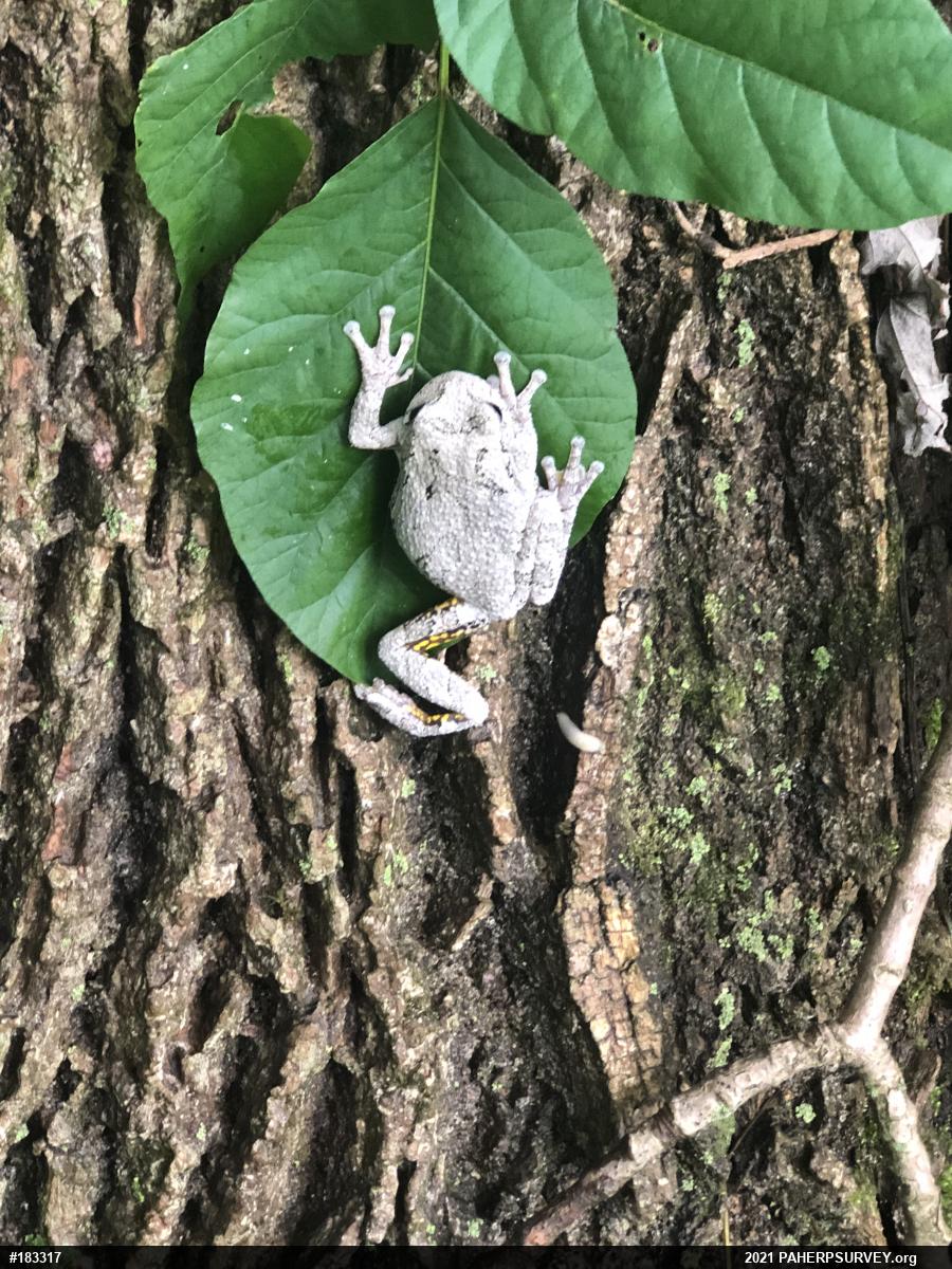Unknown Gray Treefrog