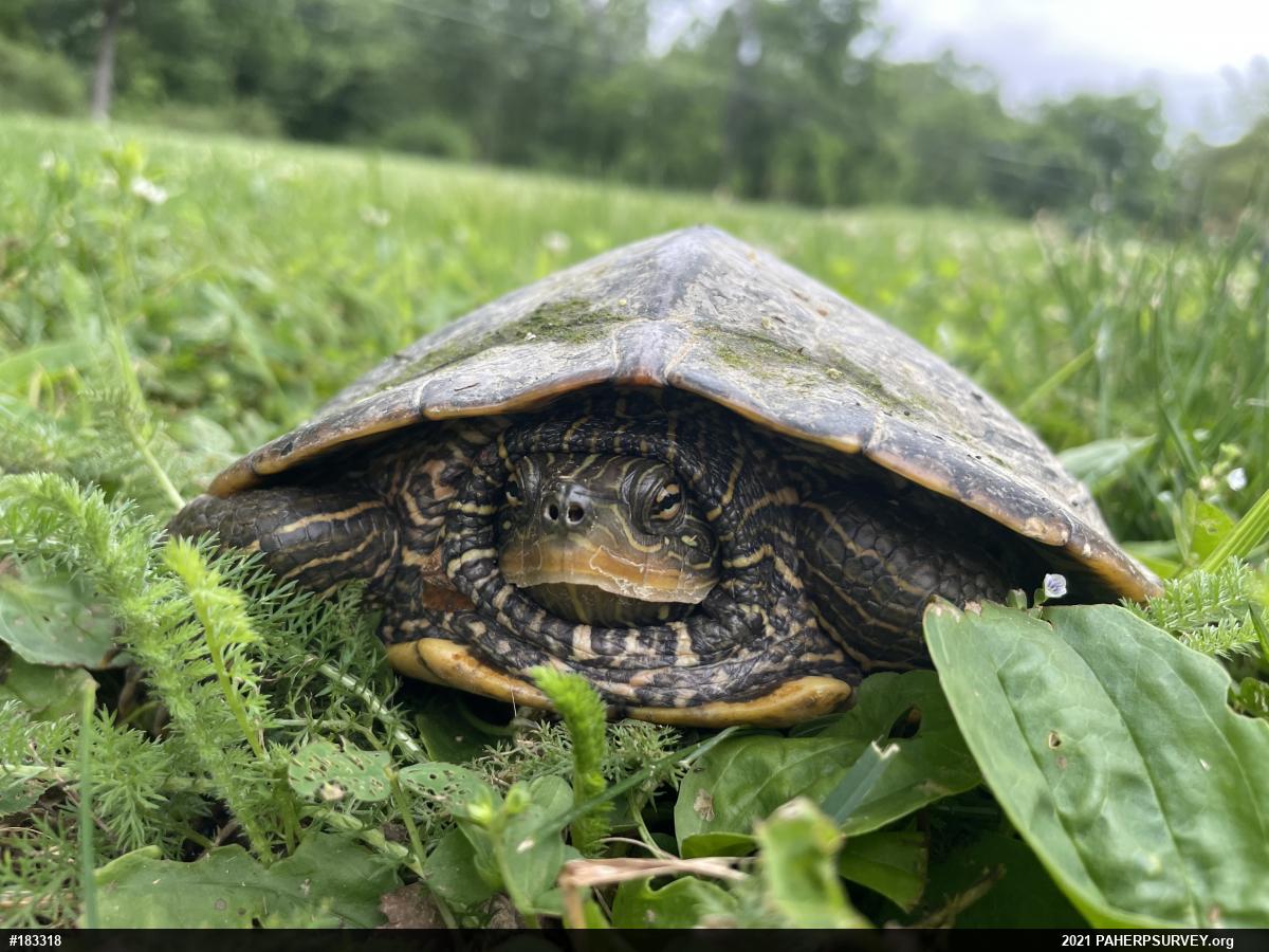 Northern Map Turtle