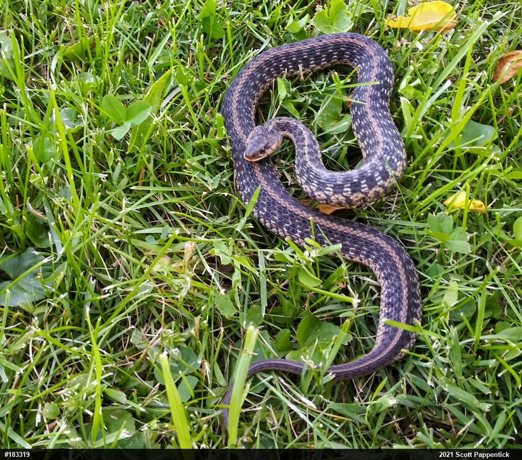 Eastern Gartersnake