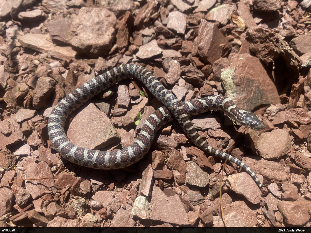 Eastern Milksnake