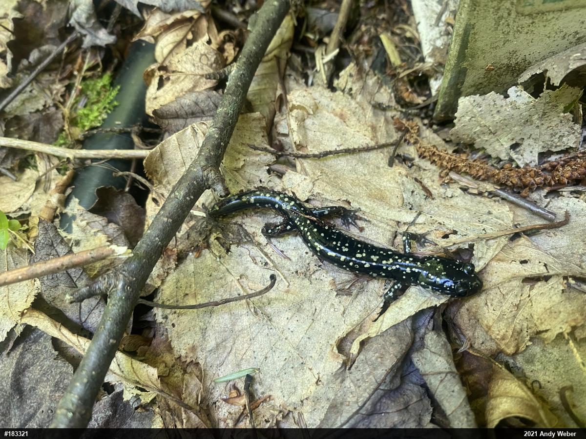 Northern Slimy Salamander
