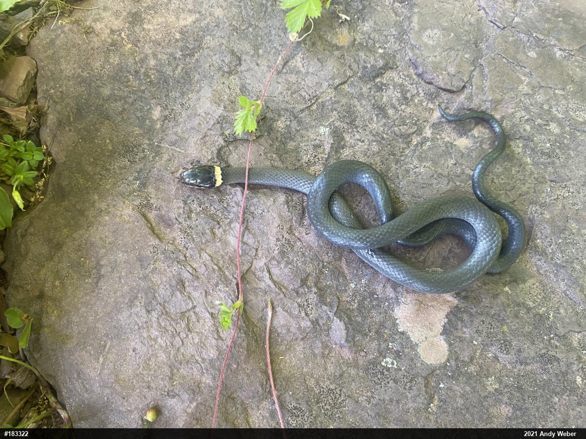 Northern Ring-necked Snake