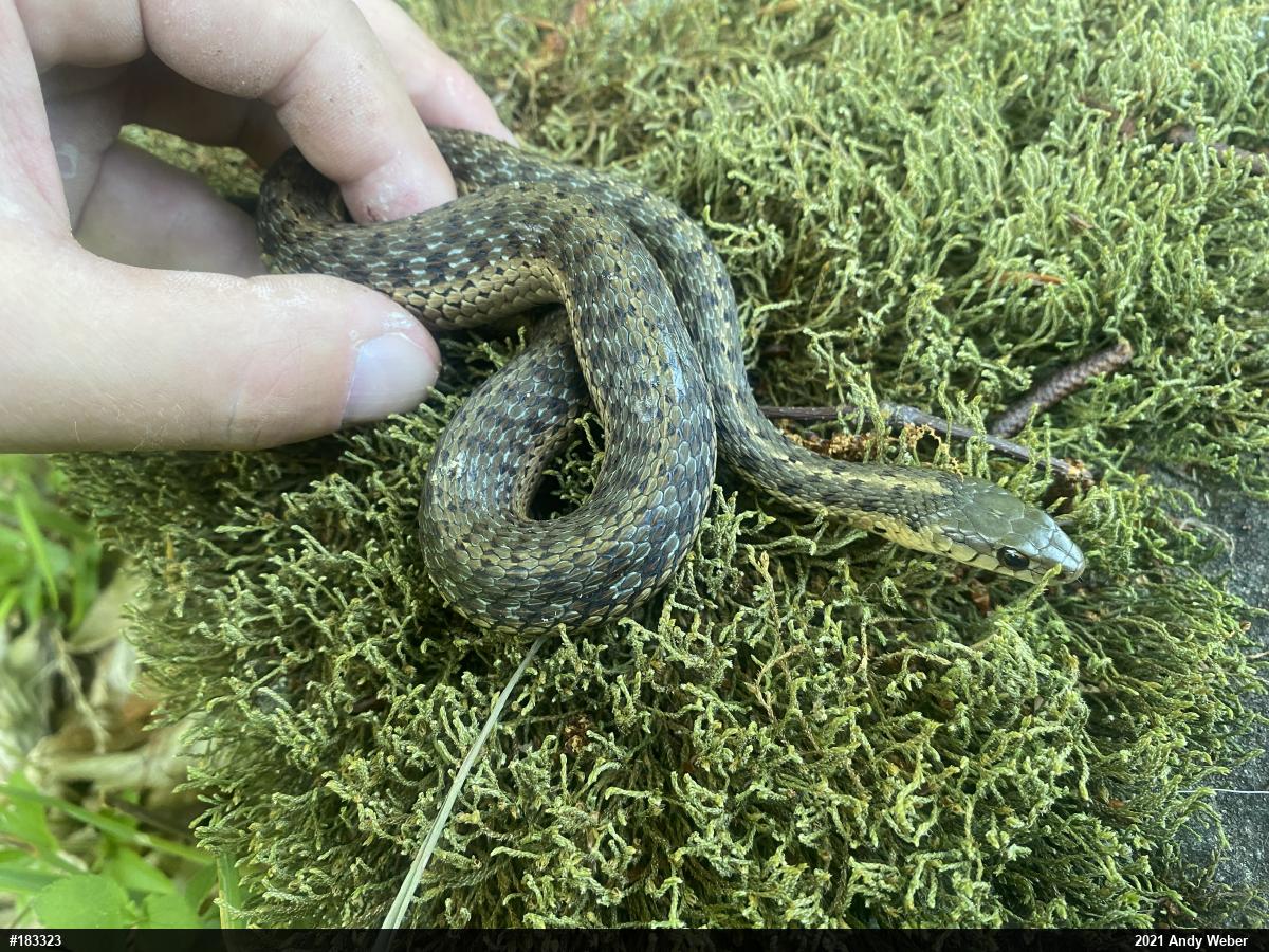 Eastern Gartersnake