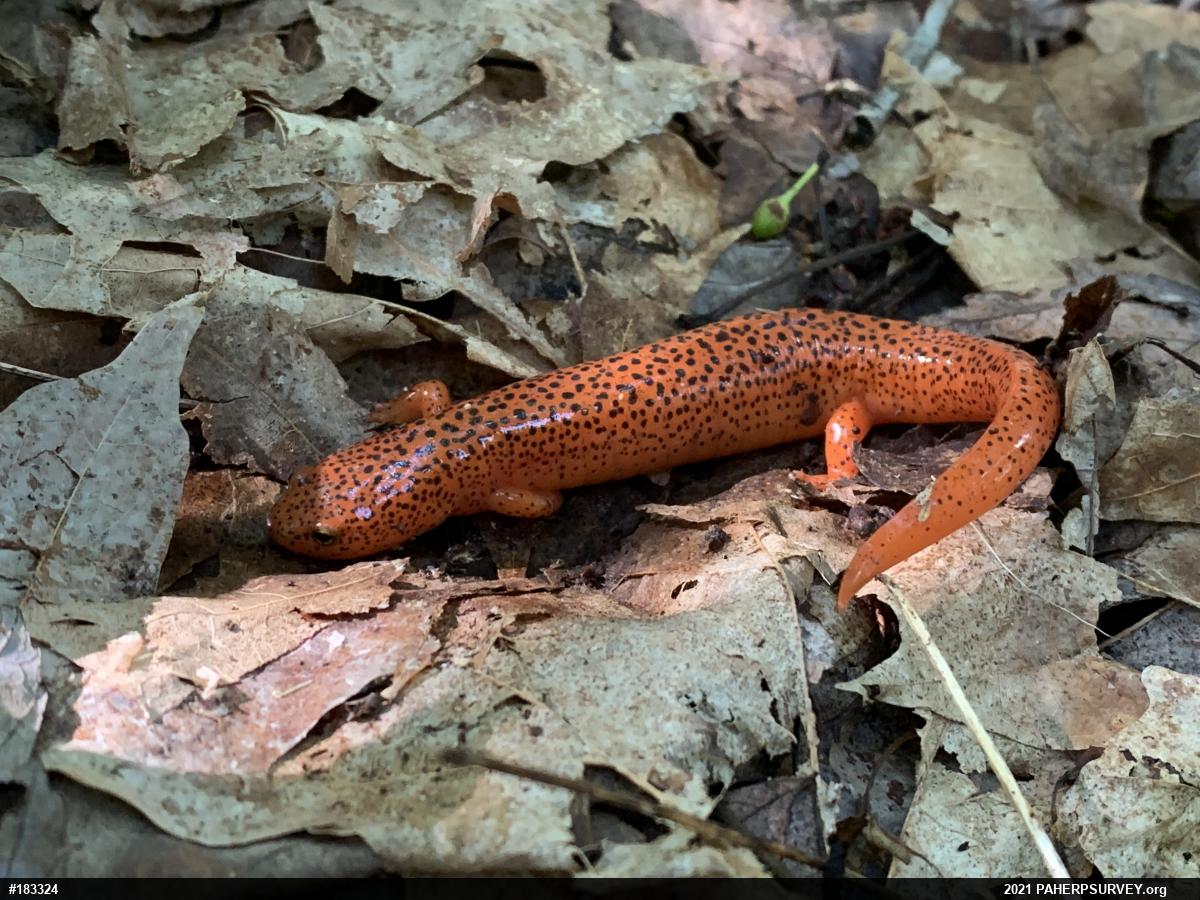 Northern Red Salamander