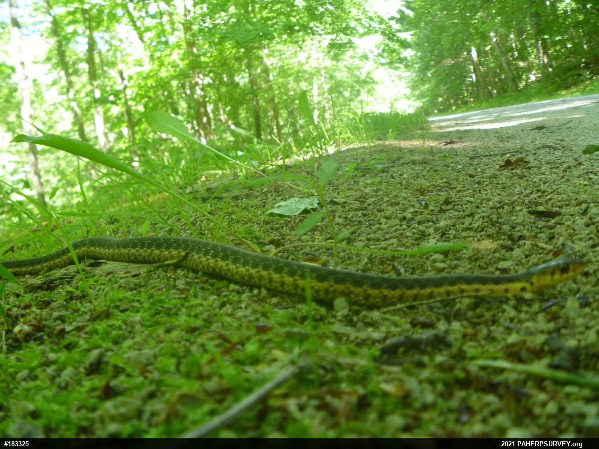 Eastern Gartersnake