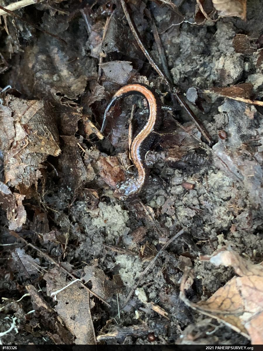 Eastern Red-backed  Salamander