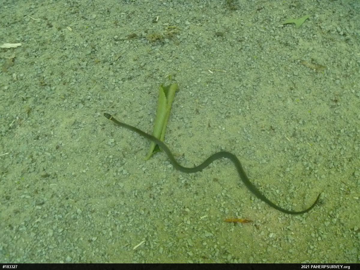 Northern Ring-necked Snake