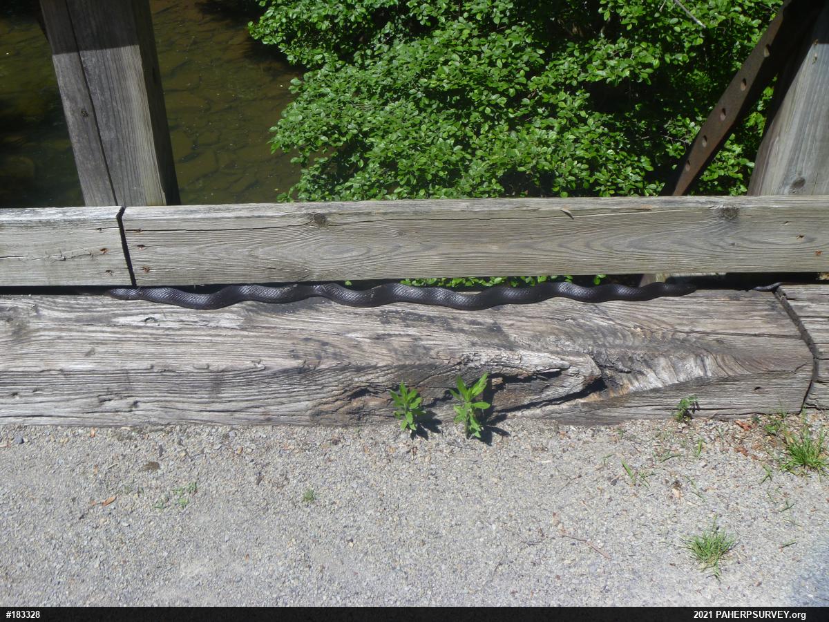 Eastern Ratsnake