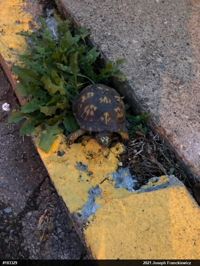 Eastern Box Turtle