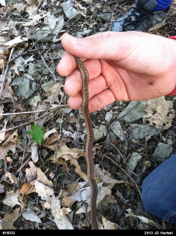 Eastern Gartersnake