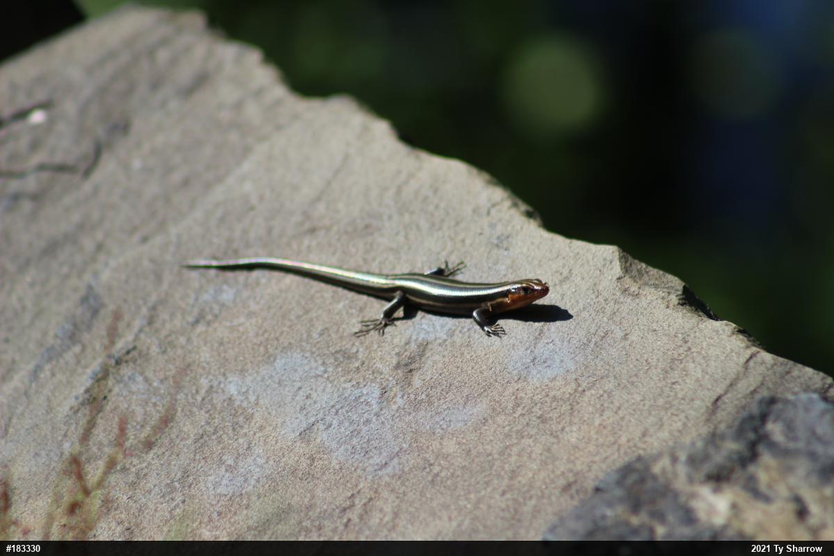 Common Five-lined Skink