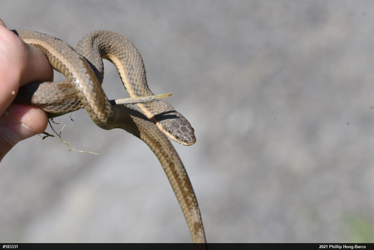 Queensnake