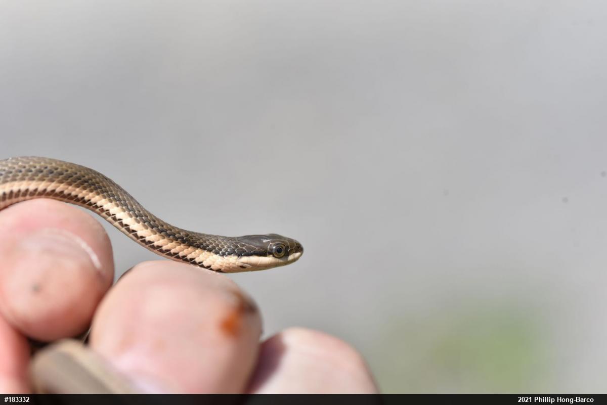 Queensnake