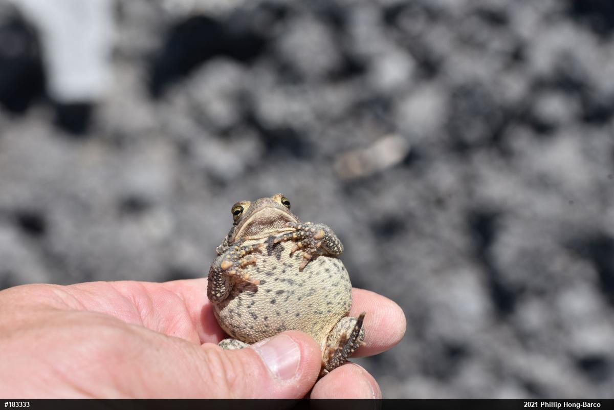Eastern American Toad