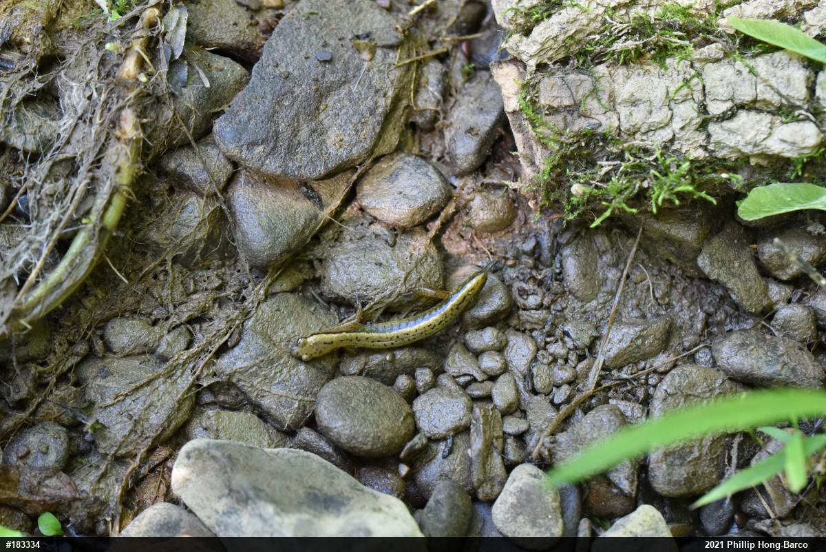 Northern Two-lined Salamander