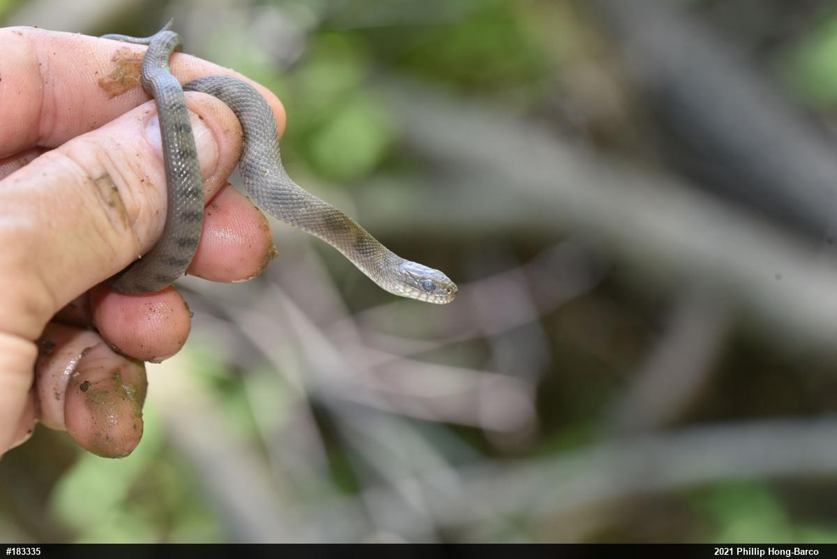 Northern Watersnake