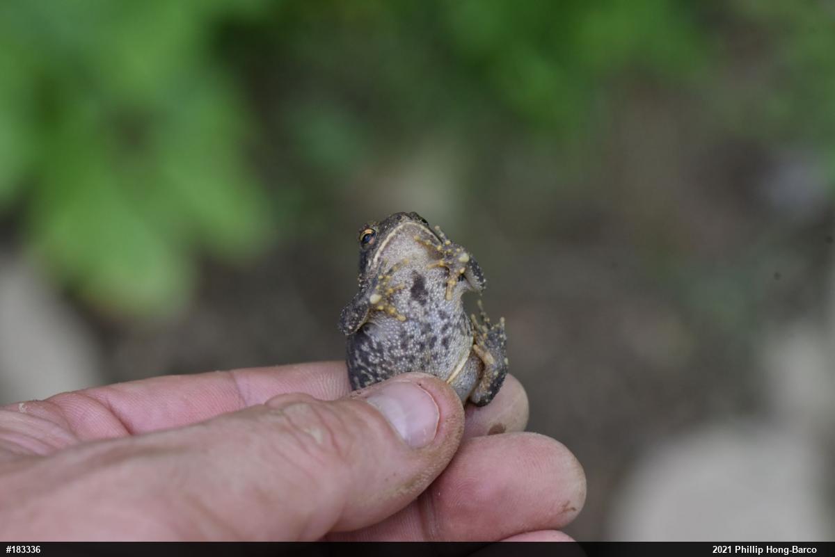 Eastern American Toad