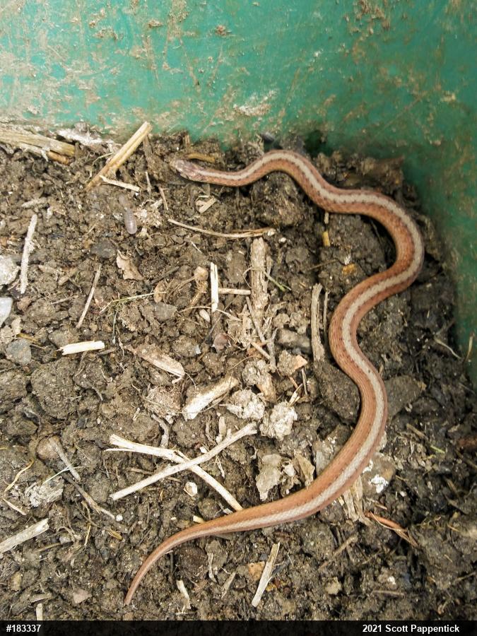 Dekay's Brownsnake